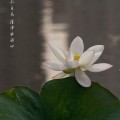 大安法师：障深与慧浅