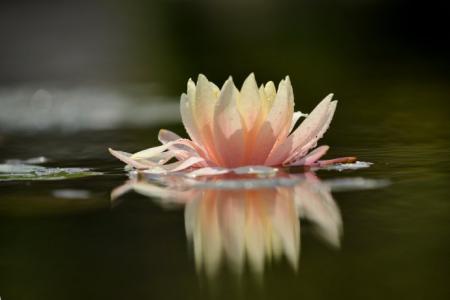 如瑞法师:为什么你会莫名喜欢或讨厌一个人? 如瑞法师:为什么你会莫名喜欢或讨厌一个人?